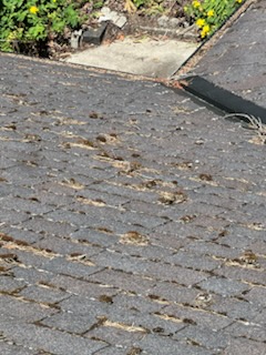 Close-up of moss, debris, and granule wear on shingles