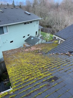 A Washington roof heavily covered in green moss before treatment